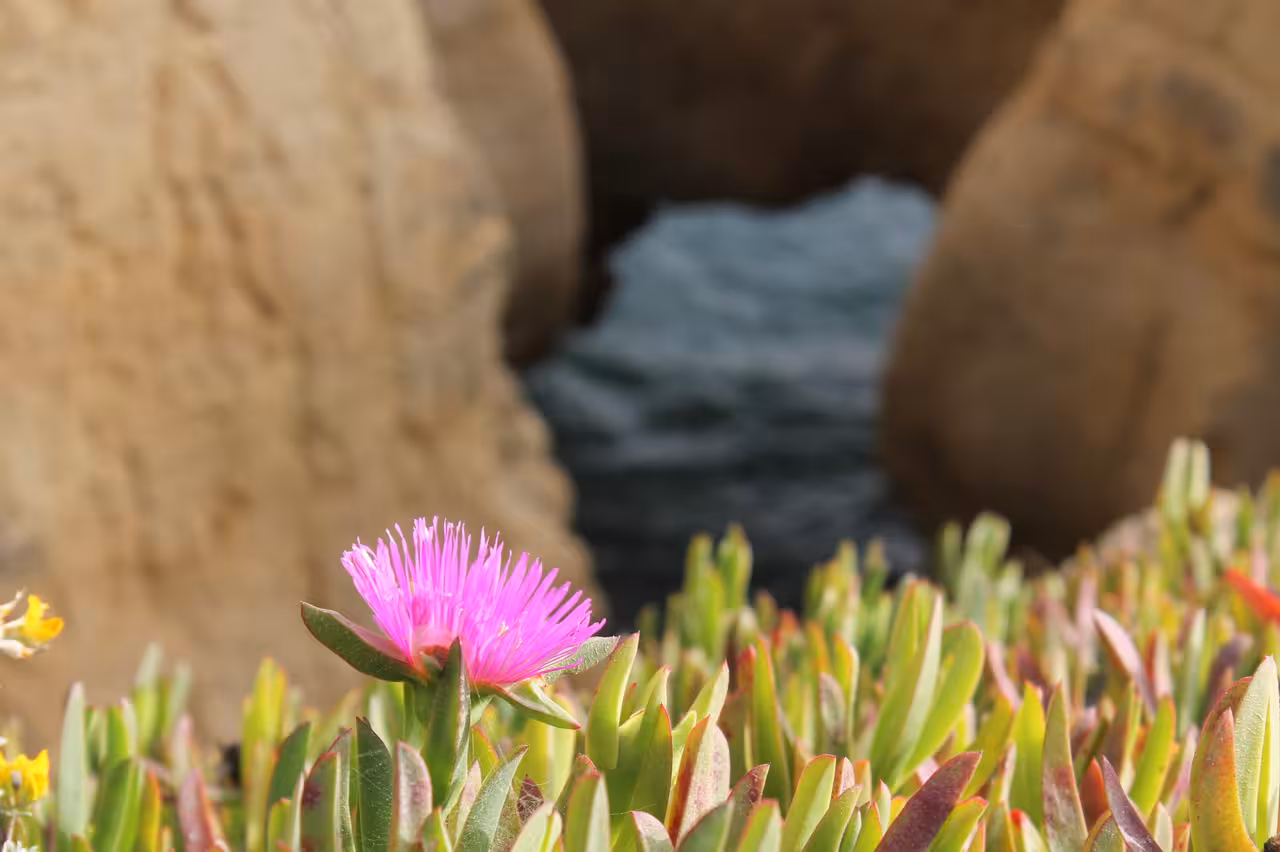 Pink coastal flower with Atlantic rocks behind, photographed on Jeep safari coast tour to Benagil cliffs