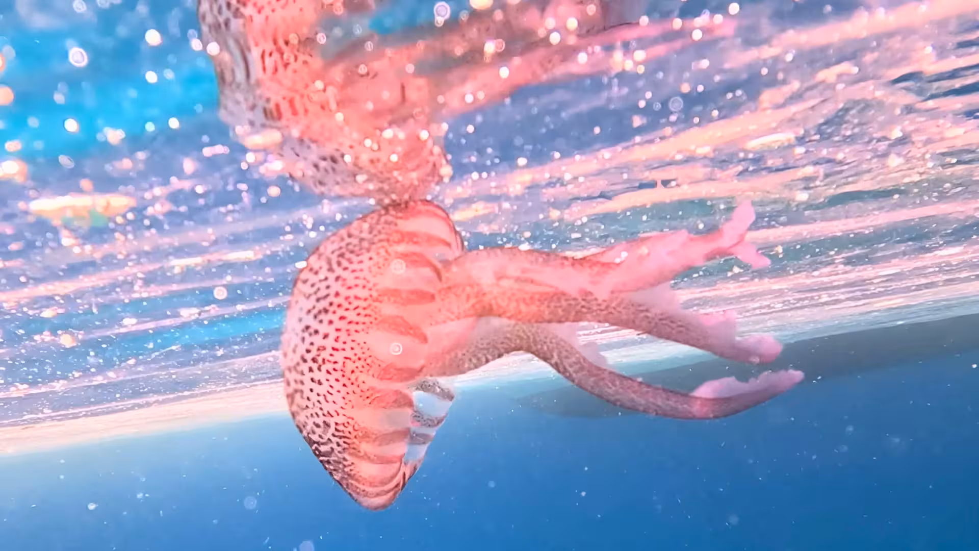 Close-up of a pink jellyfish in the clear waters of Porto Conte, showcasing the unique marine biodiversity.