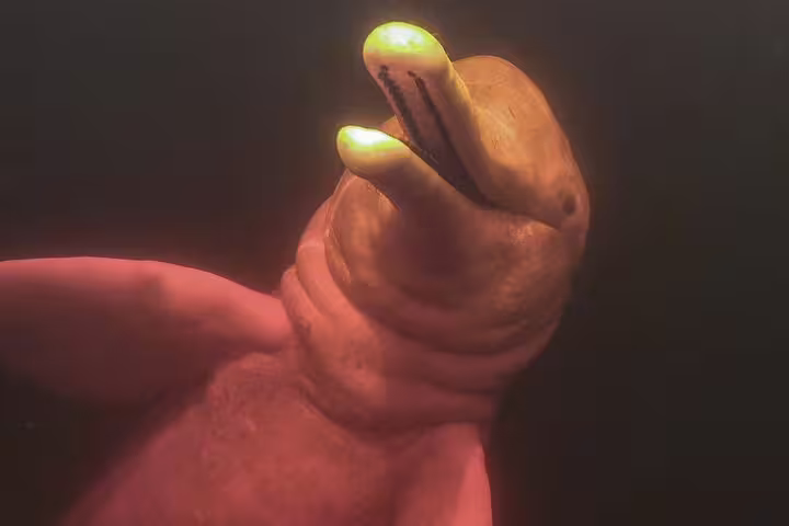 Close-up of a pink river dolphin in Rio Negro, an exciting highlight of the Amazon Adventure Trip at Tapiri Rio Negro Lodge.