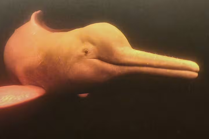 Close-up of a pink river dolphin swimming underwater in the Amazon River, highlighting unique wildlife of Tapiri Rio Negro Lodge.