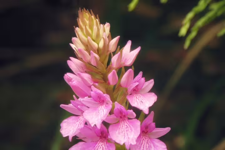 Vibrant pink wildflower in lush greenery, highlighting natural beauty on a Private Magical Shore Excursion West tour.