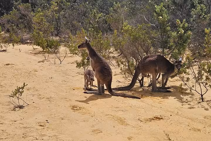 A family of kangaroos in natural bushland, a highlight of the Pinnacle Day Adventure Tour in Australian wildlife.