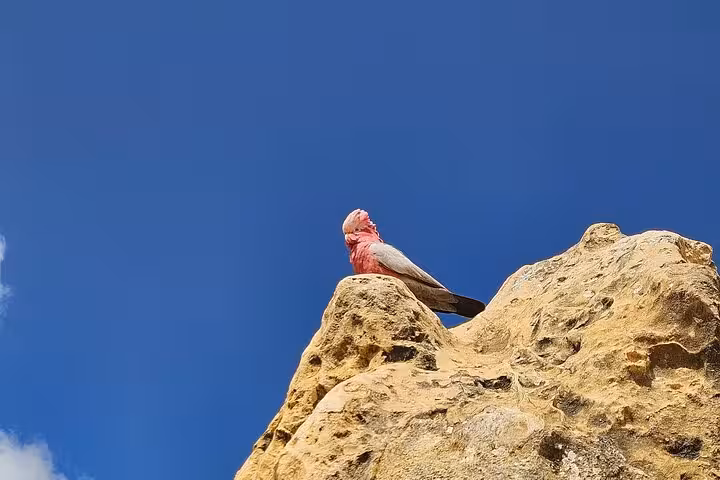 Spot a vibrant galah perched atop a limestone rock against a clear blue sky on the Pinnacle Day Adventure Tour.