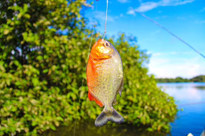 Caught piranha fish hanging from a line against lush Amazon jungle backdrop at Mamori Lodge.