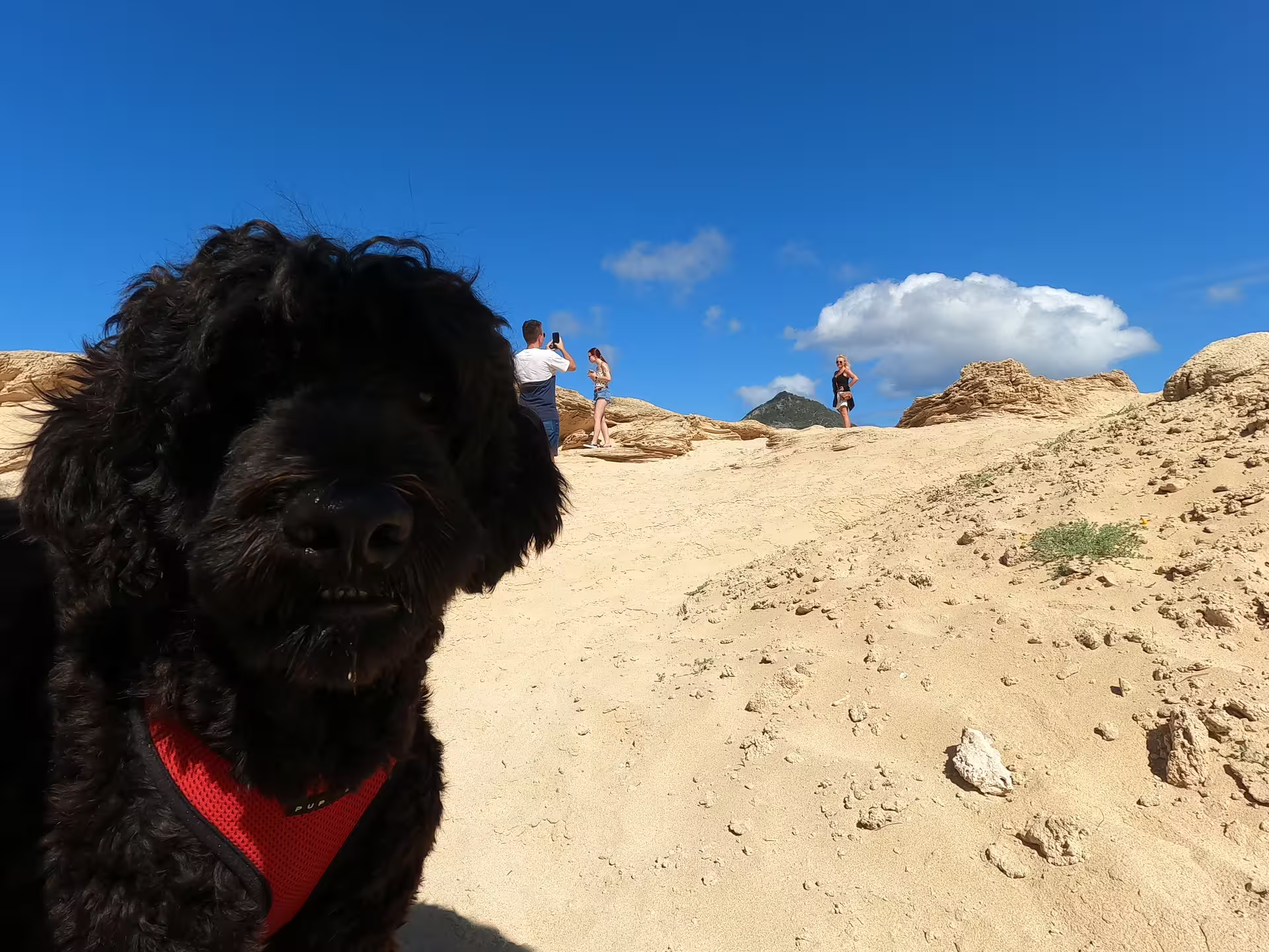 Friendly black dog in red harness on sandy island terrain with people exploring rocky landscape under clear blue sky.