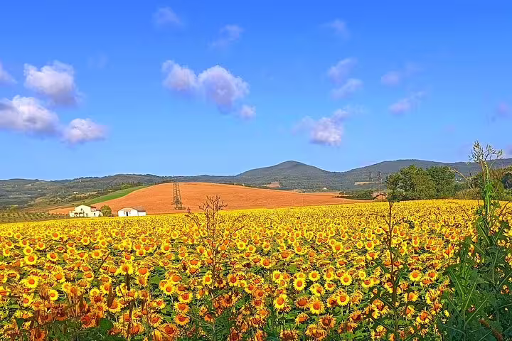 Sunflower fields and rolling Tuscan hills near Pisa and Lucca on a private shore excursion from La Spezia cruise port