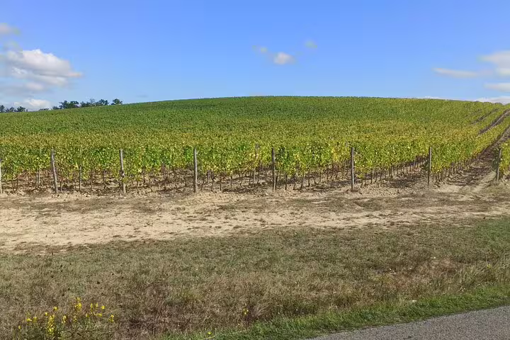 Sunlit vineyard near Pisa and Lucca visited on a private shore excursion with Tuscan wine-tasting from La Spezia cruise port