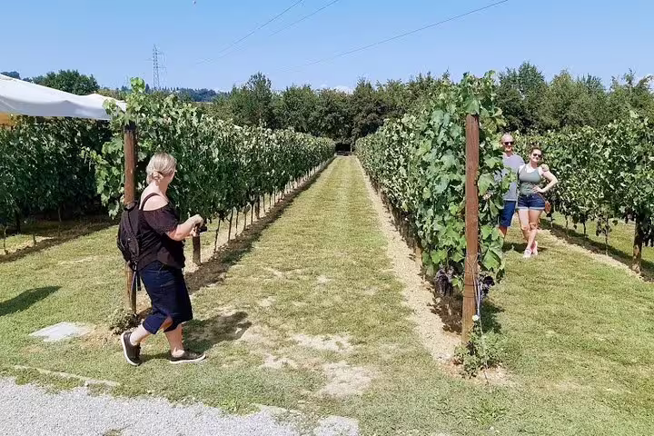 Small group exploring a sunny Tuscan vineyard during a private Pisa and Lucca farm tour with wine tasting experience