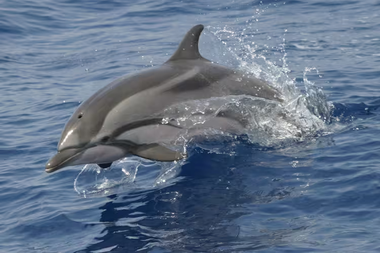 Playful dolphin jumping in clear ocean waters during a thrilling dolphins and whales watching tour experience.