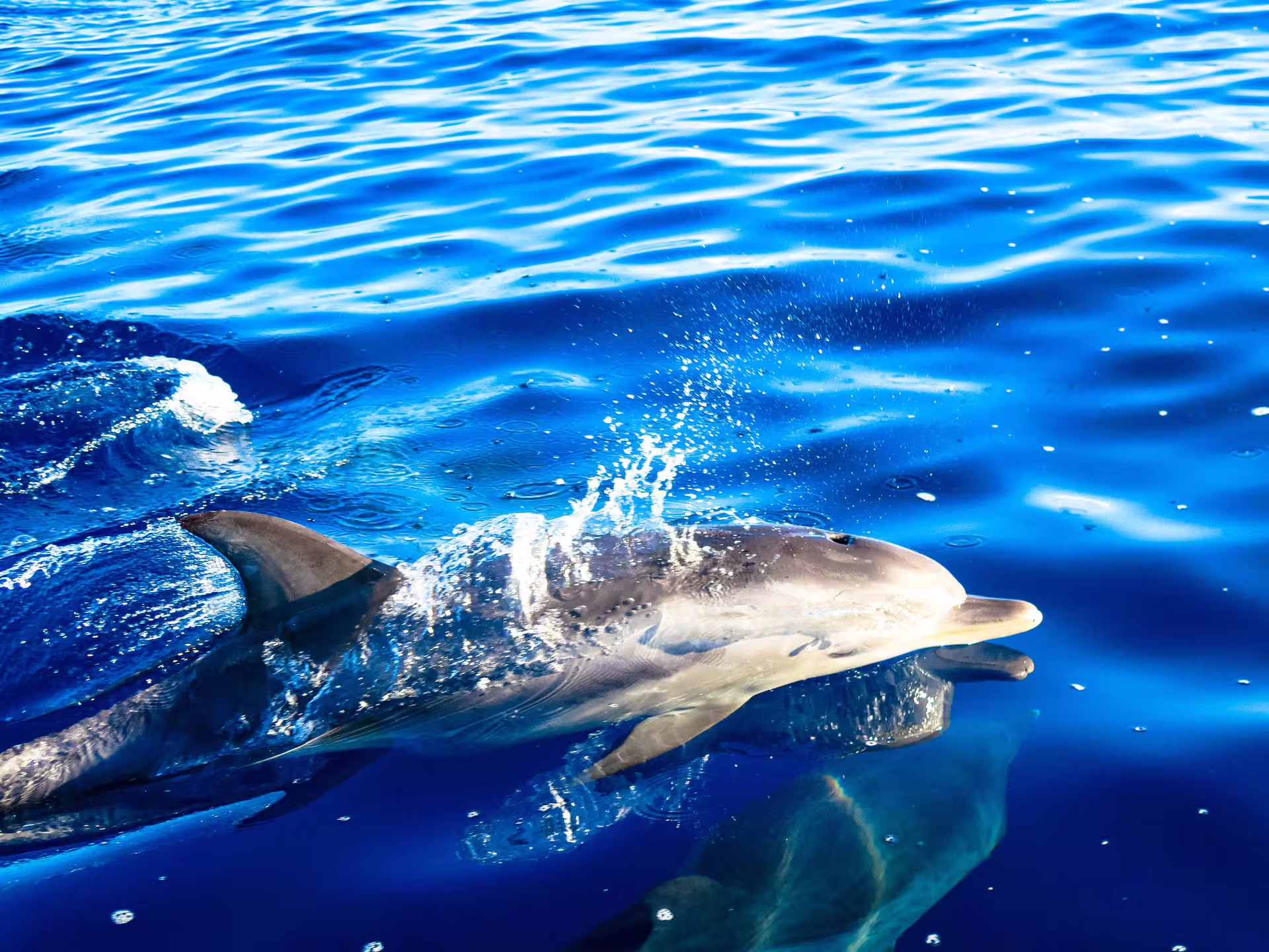 A playful dolphin leaps through crystal-clear blue ocean waters, perfect for an unforgettable dolphins and whales experience tour.