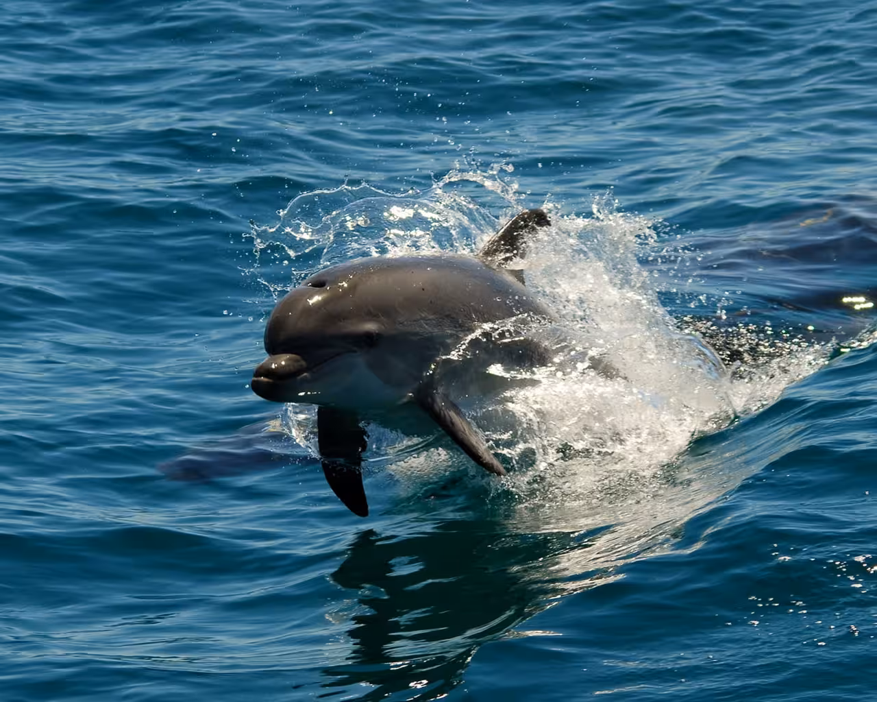 Playful dolphin leaping through sparkling blue ocean waves beside a boat on a guided dolphin watching cruise experience