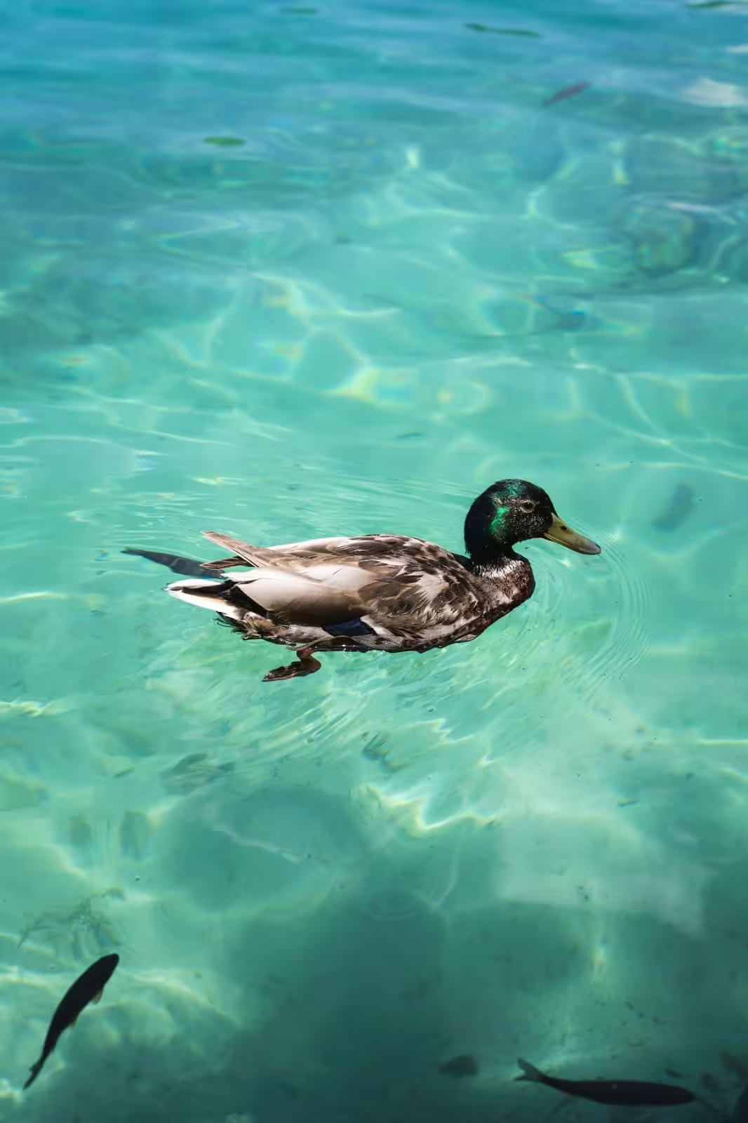 Duck swimming in crystal-clear turquoise lake at Plitvice Lakes on a guided group tour in Croatia