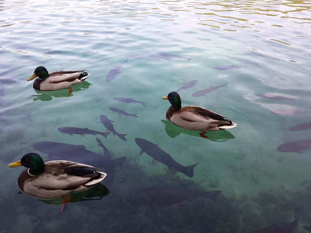 Ducks and fish in crystal-clear Plitvice Lakes water on a day trip from Split, Croatia national park tour