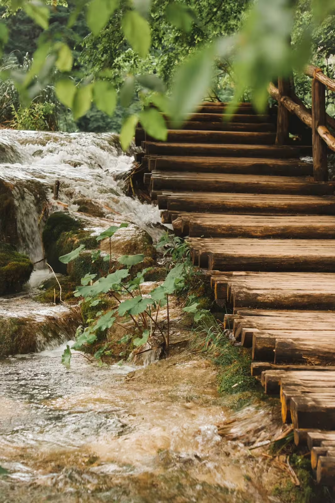 Wooden boardwalk beside flowing stream at Plitvice Lakes National Park, Croatia, on guided group tour