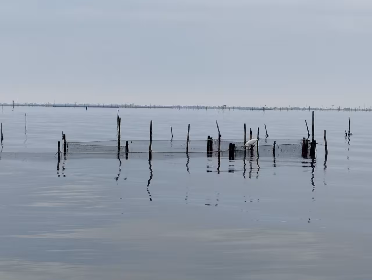 Calm Po Delta waters with fishing stakes and nets, peaceful sunset boat tour scenery near Isola dell’Amore