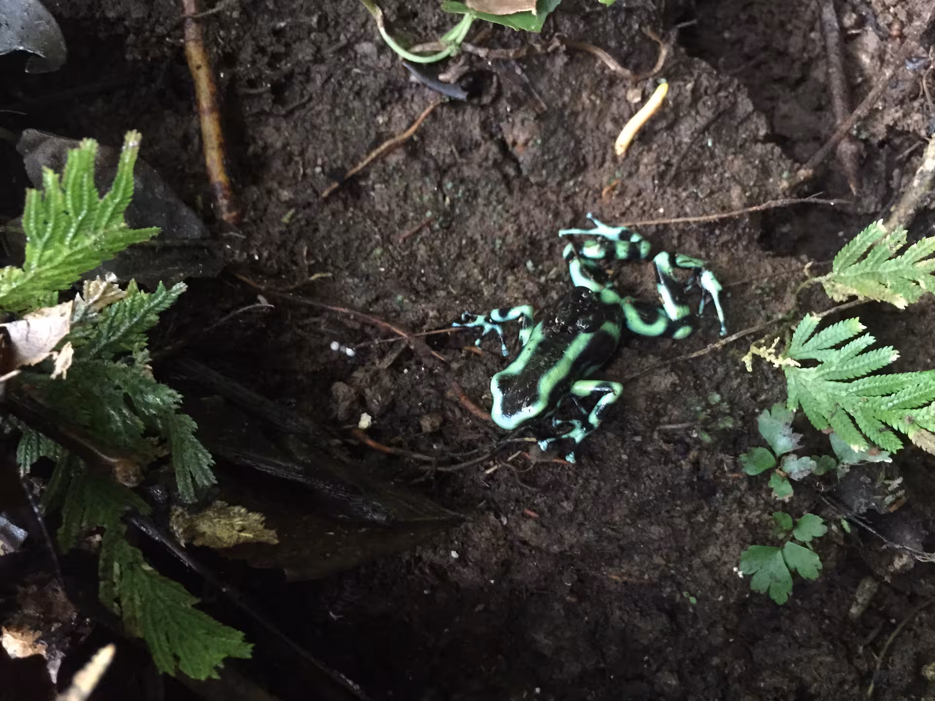 Vibrant green and black poison dart frog on the forest floor at Rainmaker Park, Manuel Antonio tour highlight.