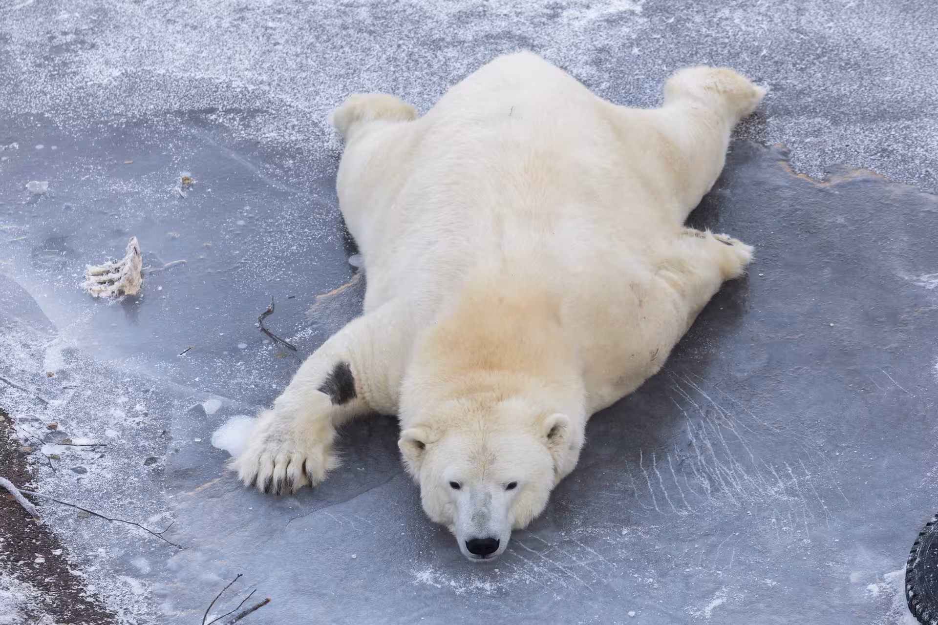 A playful polar bear sprawls on the icy surface at Ranua Wildlife Park, offering a glimpse into Arctic animal life.