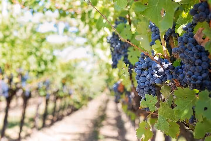 Close-up of ripe grapes in a vineyard on the Pompeii and Vesuvius Skip-The-Line Tour with Easy Lunch.