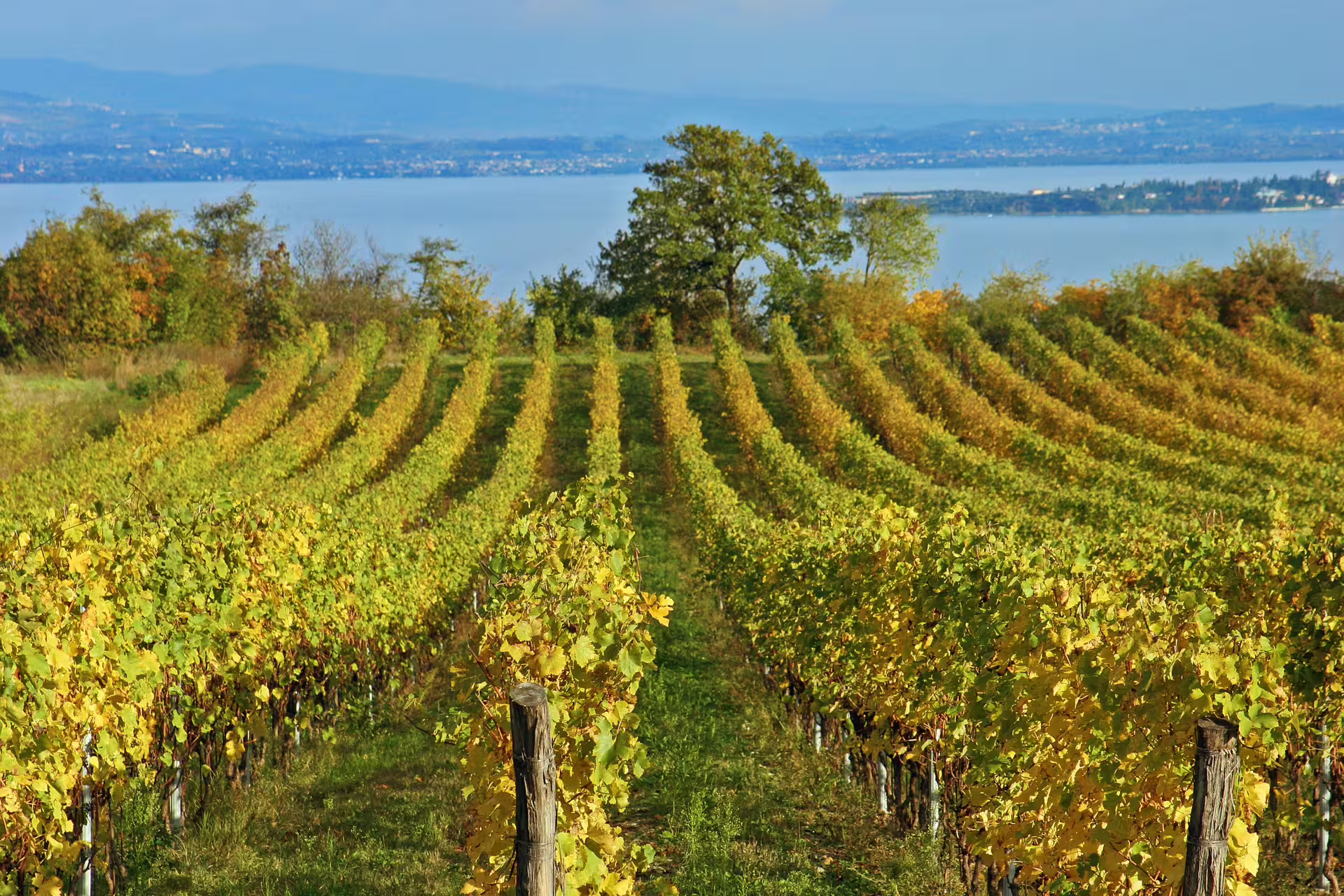 Sunlit vineyard rows overlooking a serene bay on a Pompeii and Mt Vesuvius private wine tasting day trip