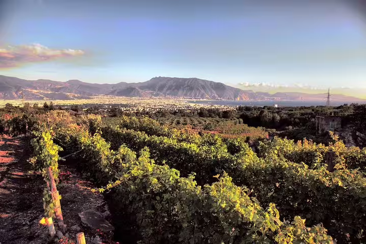 Vineyards near Mount Vesuvius on Pompeii and wine tasting group tour from Naples, scenic countryside view