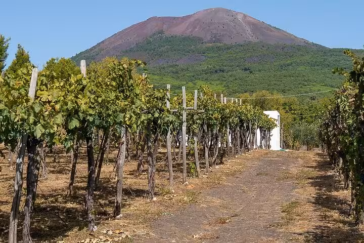 Scenic vineyard at the base of Mount Vesuvius, offering a picturesque setting for a wine tasting tour in Italy.
