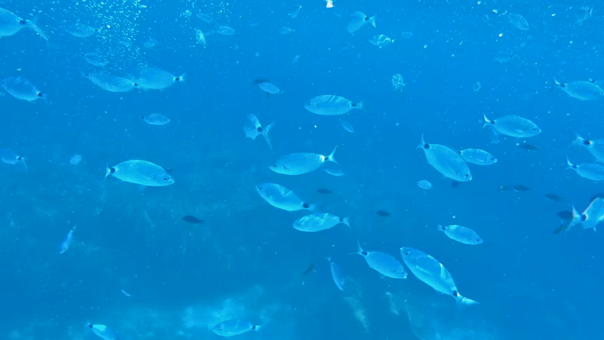 School of fish swimming through the crystal-clear waters of Porto Conte Park, Alghero, perfect for snorkelling adventures.