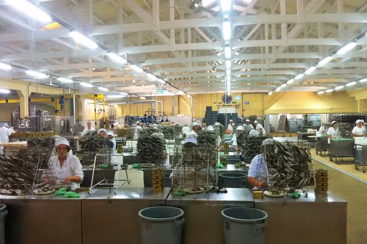 Workers sorting fish in a bustling seafood processing facility during Porto Fish Tour experience.