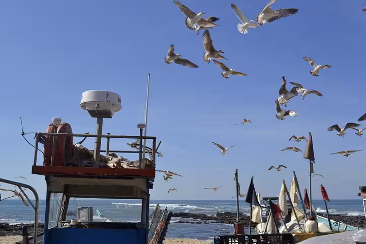 Seagulls flying over a fishing boat at Porto beach, highlighting the coastal charm of the Fish Tour Private Experience.