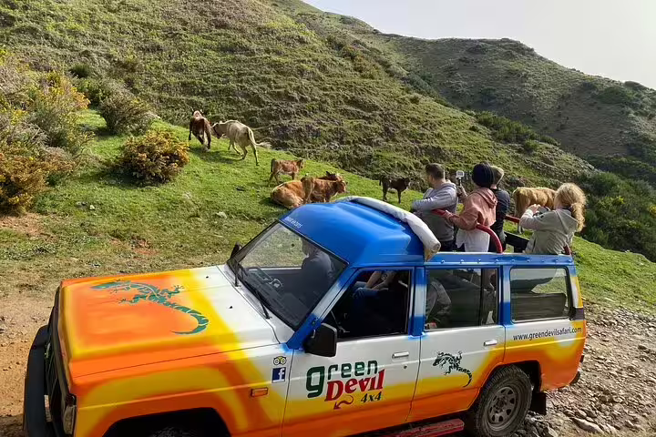 4x4 tour vehicle navigates lush Porto Moniz hills, offering close encounters with grazing cows on the Enchanted Terraces excursion.