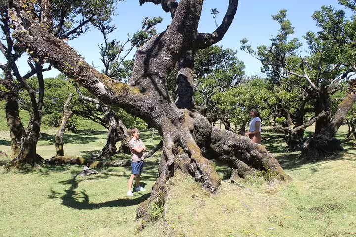 Tourists explore ancient, twisted trees in the lush Fanal Forest during the Porto Moniz Enchanted Terraces 4x4 tour.