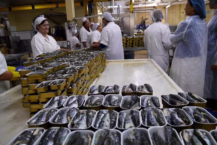 Canned sardines being packed by workers in a Porto factory, part of the immersive Fish Tour Private Experience.