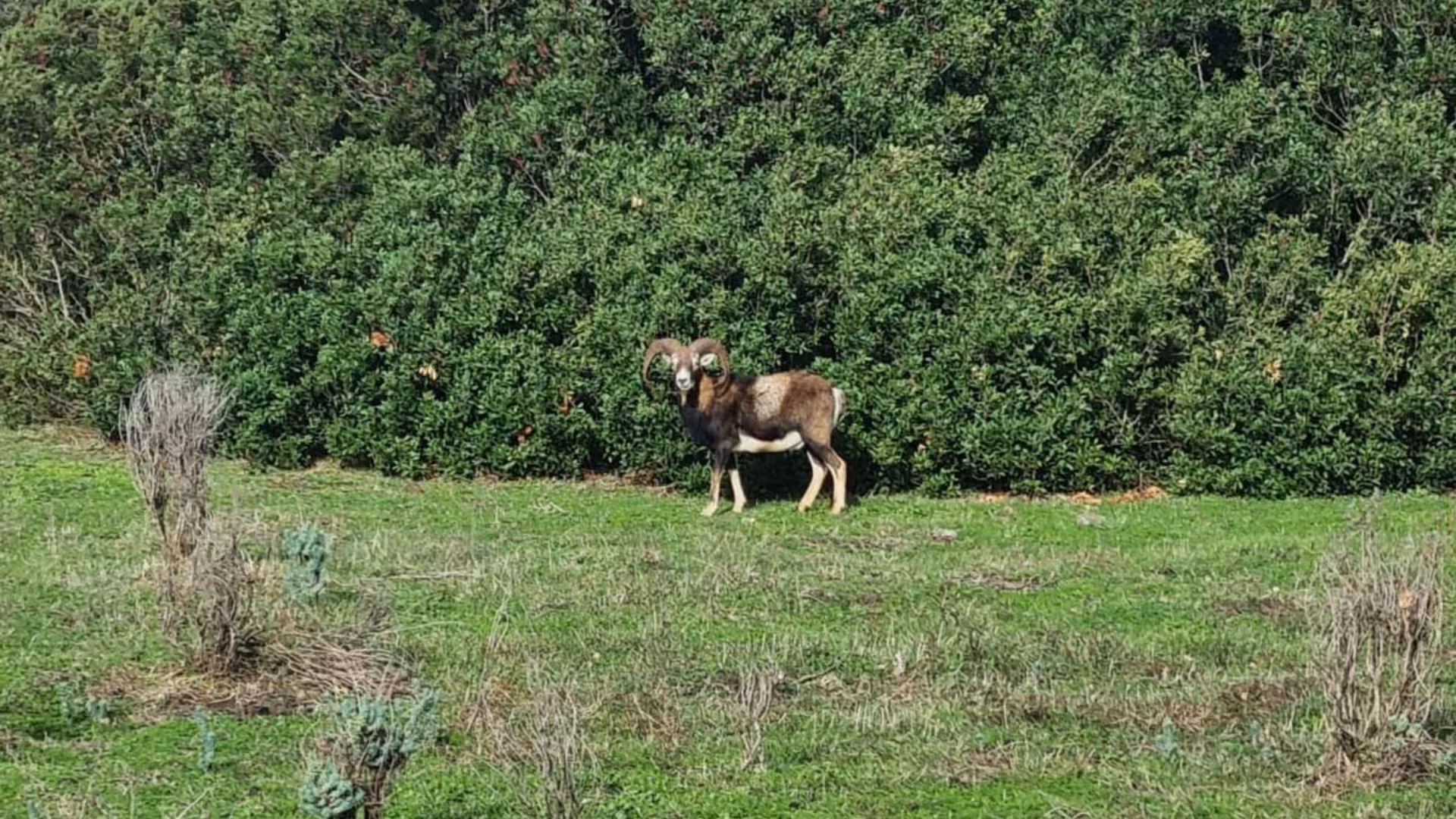 A solitary mouflon stands in a lush green field on Asinara Island, part of the Porto Torres minivan tour experience.