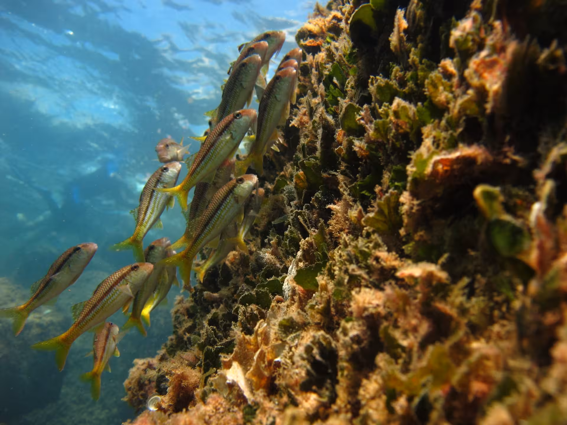 A lively school of fish swimming beside a colorful coral reef in the clear waters of Porto Torres' Bay of Balai.