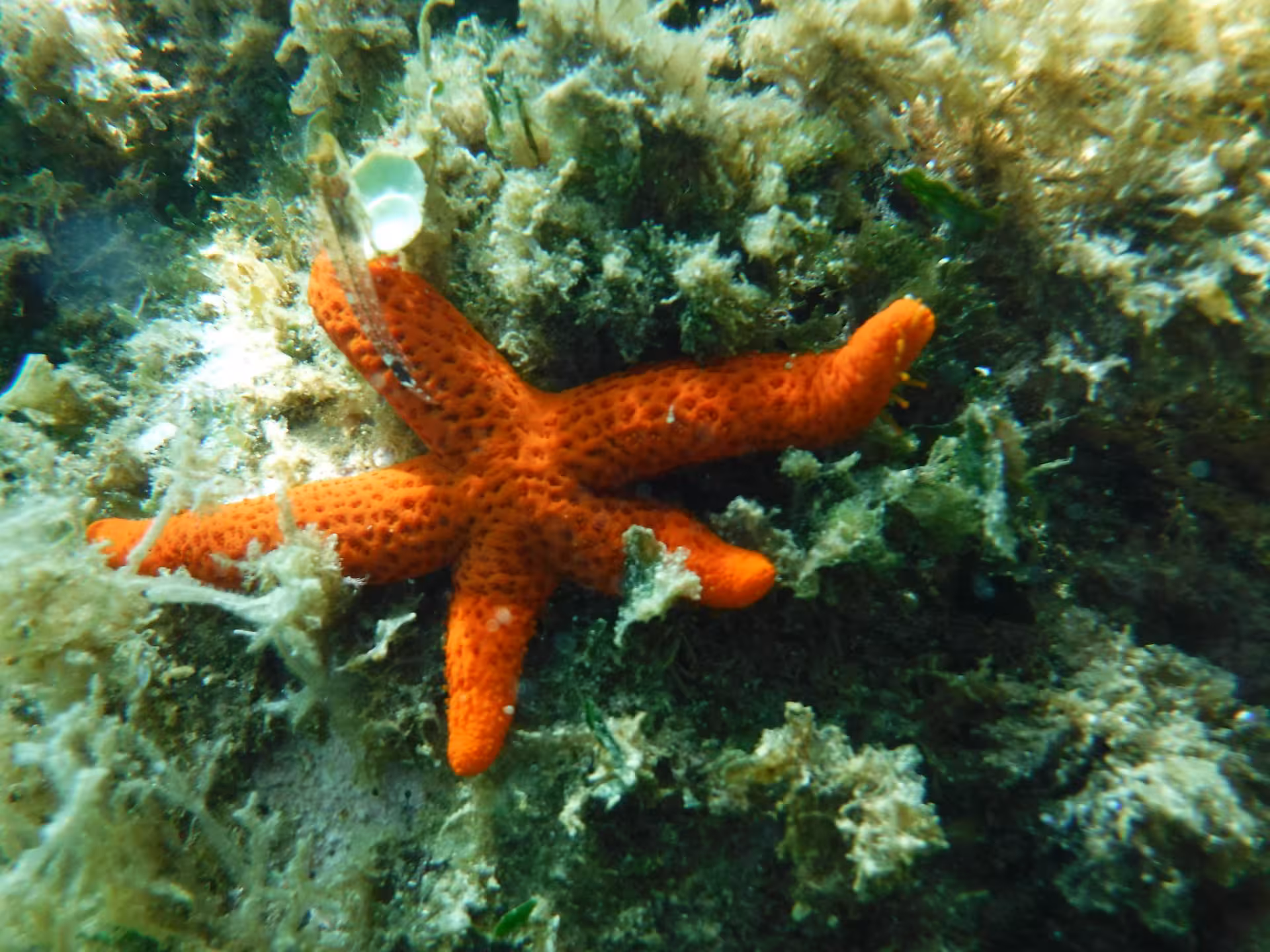 Bright orange starfish nestled among vibrant seaweed in Porto Torres' Bay of Balai, perfect for snorkeling enthusiasts.
