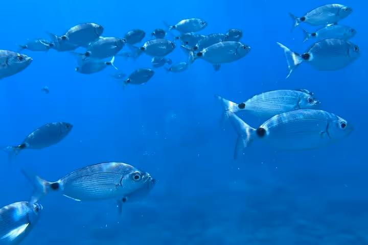 A vibrant school of fish swimming in the clear blue waters near Portovenere, ideal for snorkeling enthusiasts.