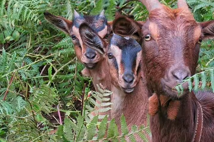 Charming goats amidst lush greenery highlight Portugal's rural charm on a 4x4 full-day tour experience.