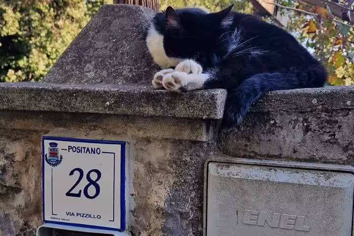 Sleeping cat atop stone wall in Positano, Italy, symbolizing serene stop on Amalfi Coast private tour.