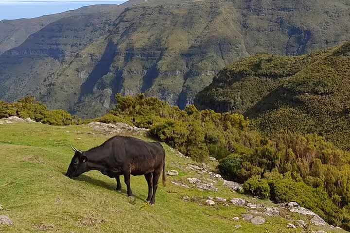 A cow grazing on a lush hillside with panoramic views of Madeira's rugged mountain landscape.