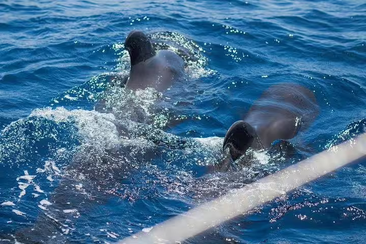 Two dolphins playfully swimming near a premium yacht charter in clear blue ocean waters.