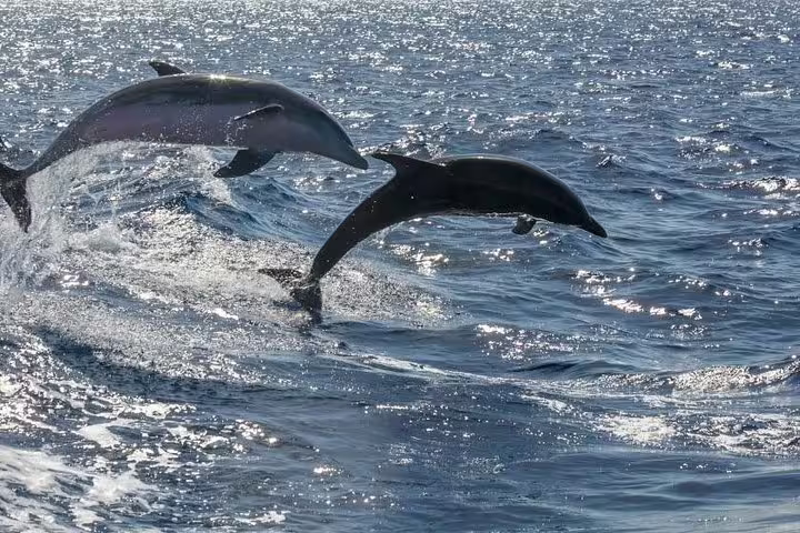 Two dolphins leaping joyfully in the ocean, viewed from a premium yacht charter experience.