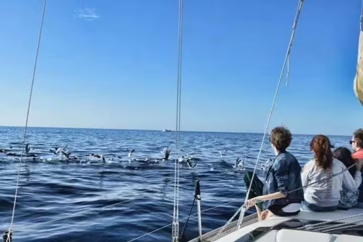 Passengers on a premium yacht charter watch dolphins swimming in the open sea under a clear blue sky.