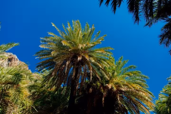 Towering Cretan date palms at Preveli Palm Beach, scenic nature stop on the Rethymno day tour