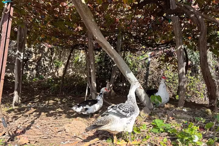 Farmyard birds under grapevine pergola stop on a private 4x4 shore excursion 4h adventure tour