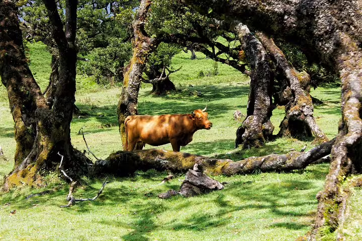 Exploring Madeira's lush landscapes on a private 4x4 tour, featuring a cow amidst ancient laurel trees in the stunning West Madeira.