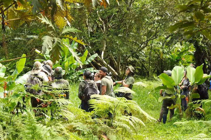 Group of bird watchers exploring lush tropical forest on a private half-day bird watching tour.