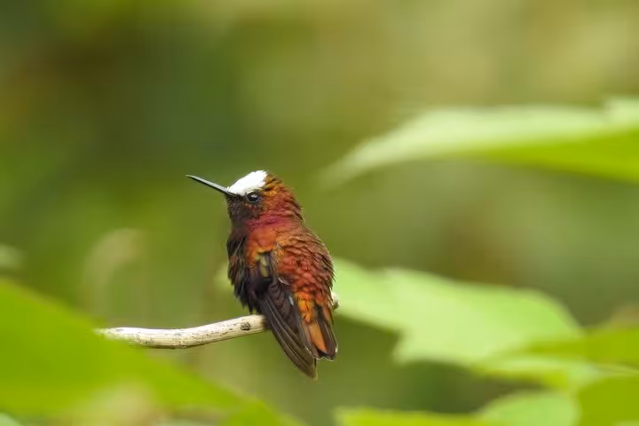Vibrant bird perched on a branch, ideal for a private half-day bird watching tour in lush greenery.