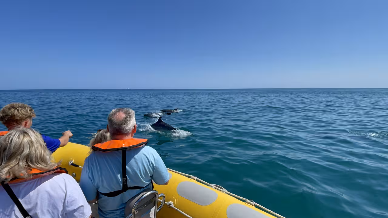 Guests on a private boat from Vilamoura Marina watch dolphins swimming in the Algarve’s Atlantic waters
