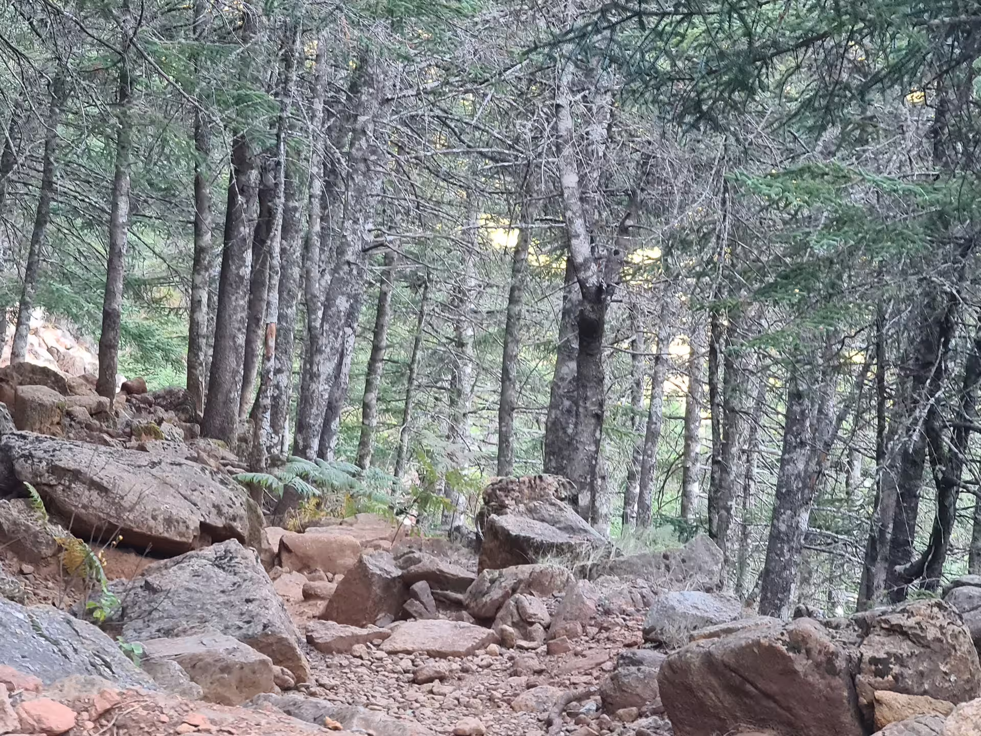 Lush forest trail in Bosque de Pinsapos, Sierra Bermeja, showcasing serene hiking paths surrounded by towering trees and rocky terrain.