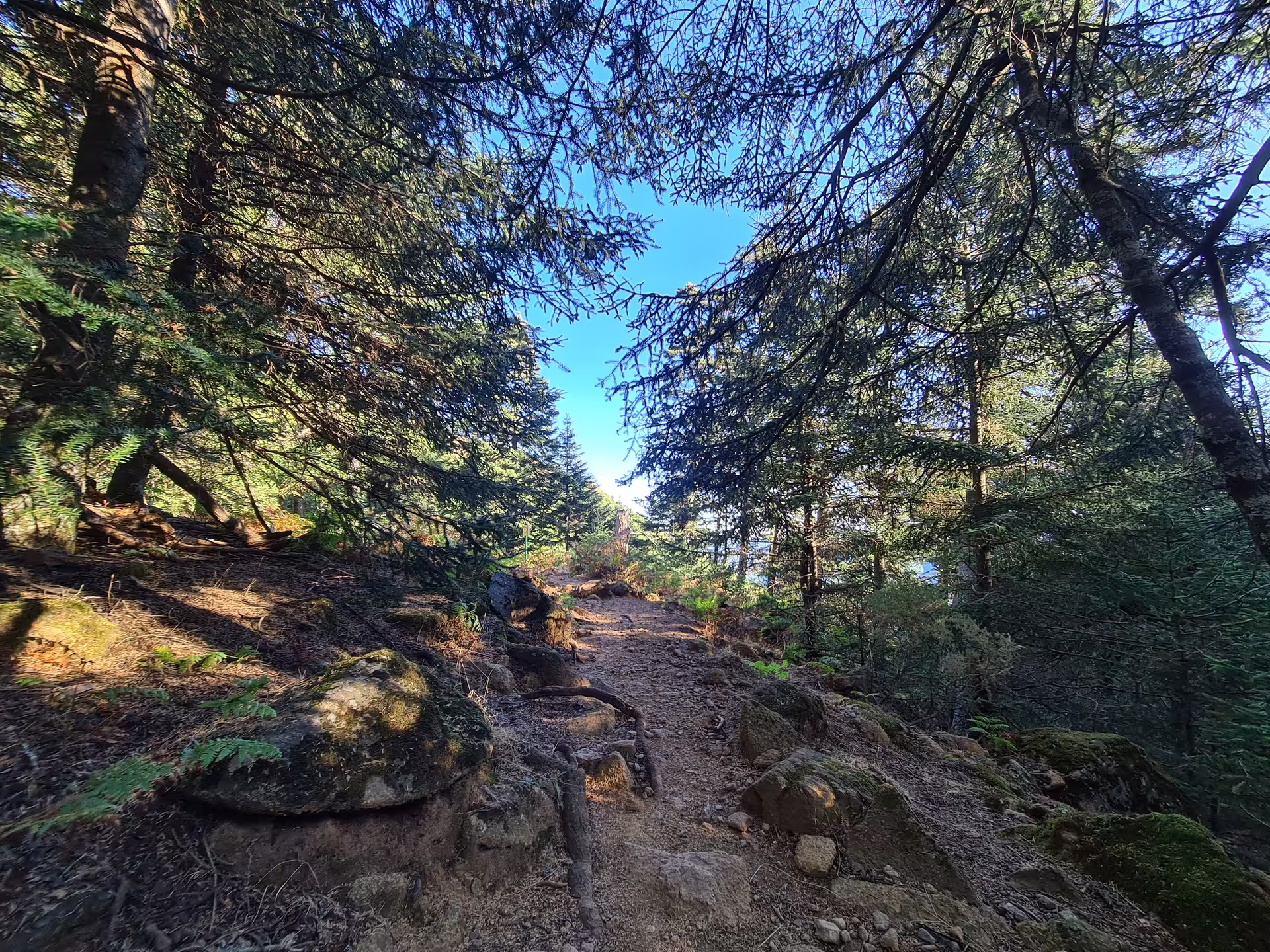 Shaded hiking trail through dense Bosque de Pinsapos forest, offering a tranquil escape in Sierra Bermeja.