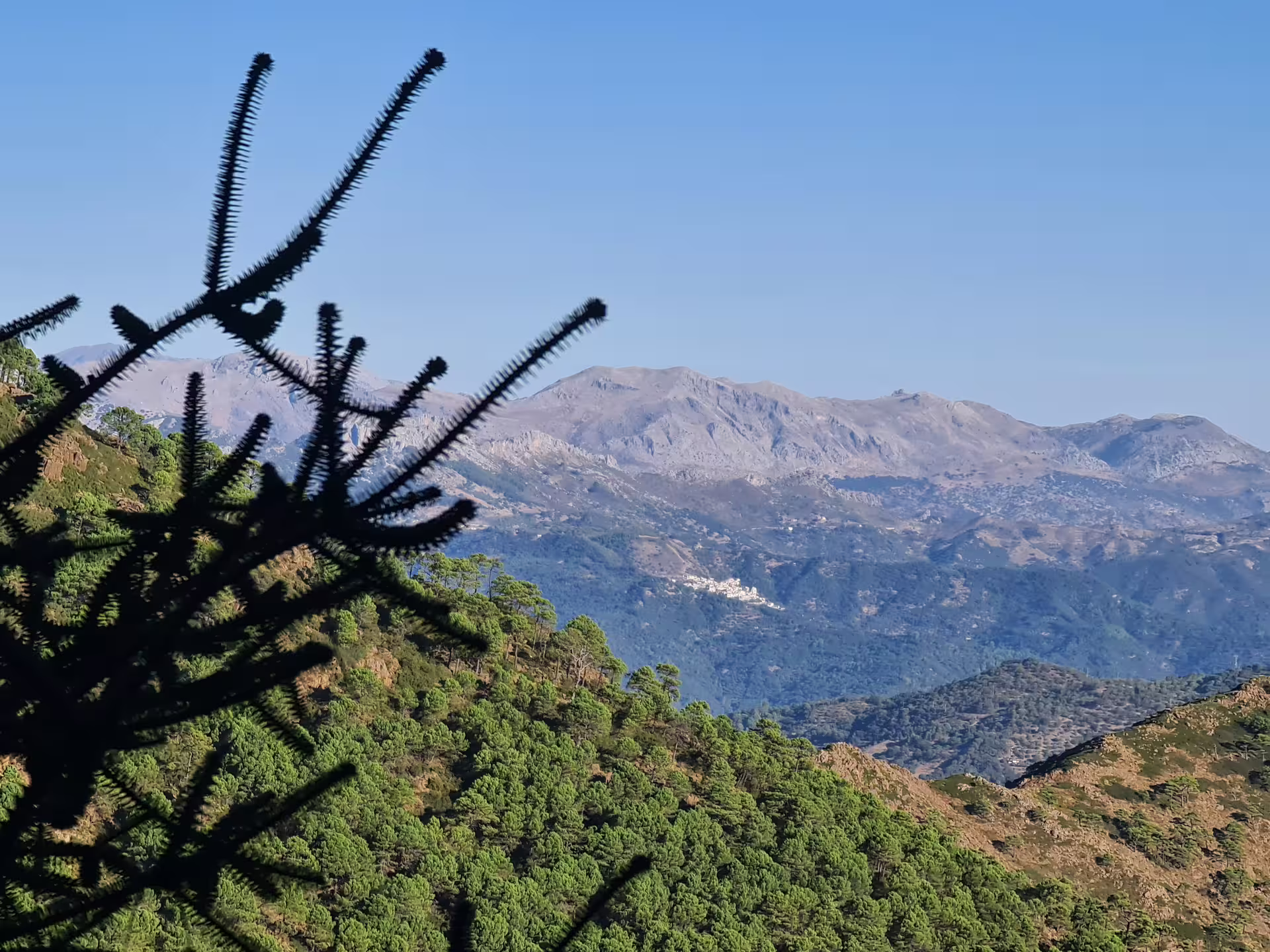 Scenic view of lush green forests and majestic mountains in Sierra Bermeja, ideal for private hiking adventures.